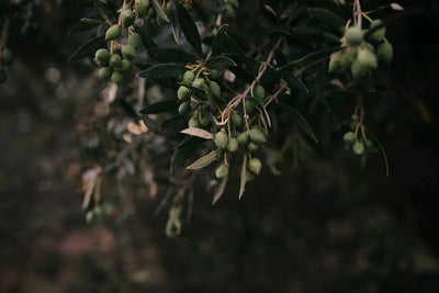 a branch of an olive tree filled with green olives