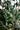 a branch of an olive tree with green olives