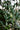 a branch of an olive tree with green olives