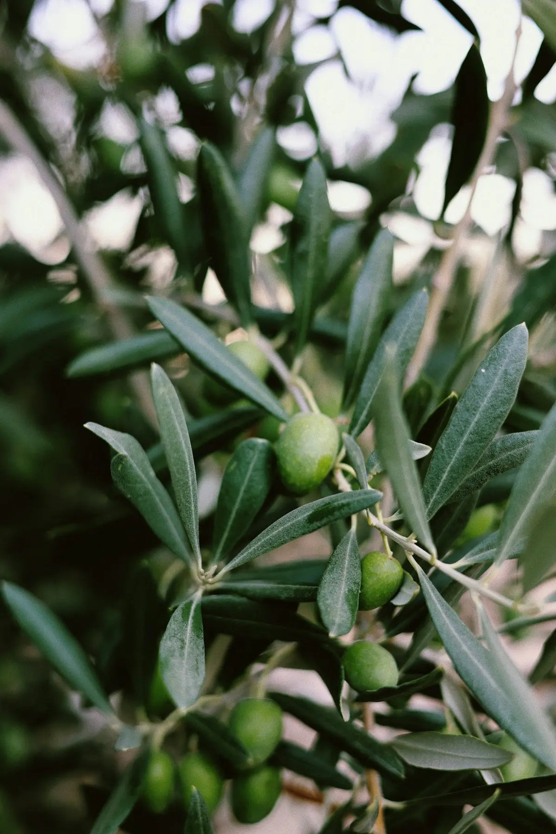a branch of an olive tree with green olives