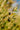 an olive tree branch with two olives on it