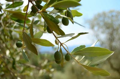 A branch of an olive tree with green leaves