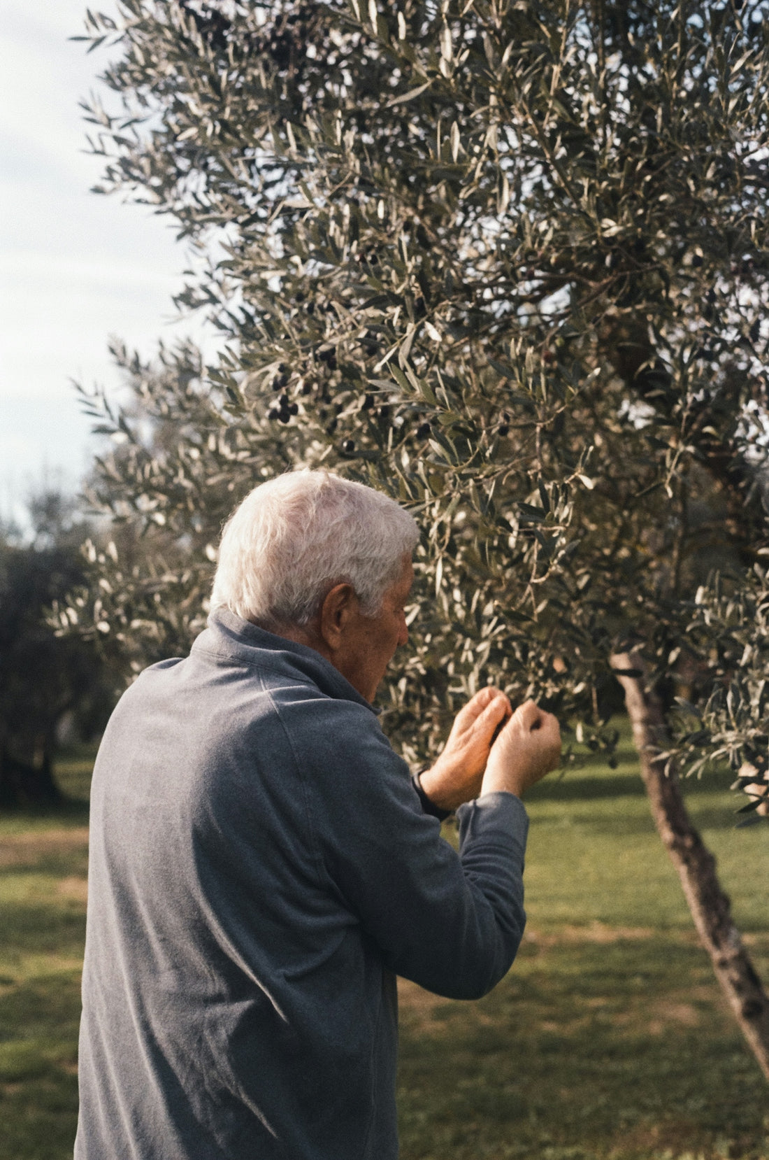 An elderly man plucks olives from a tree.