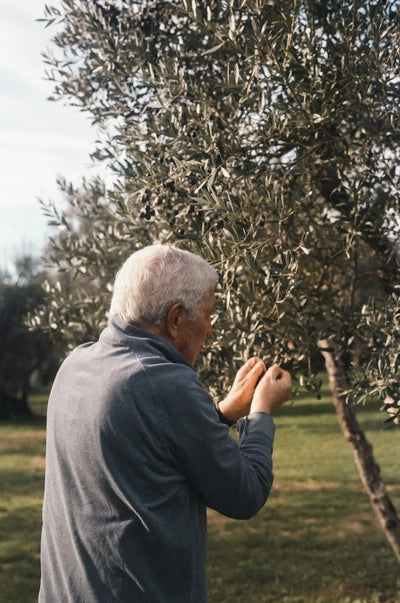 An elderly man plucks olives from a tree.