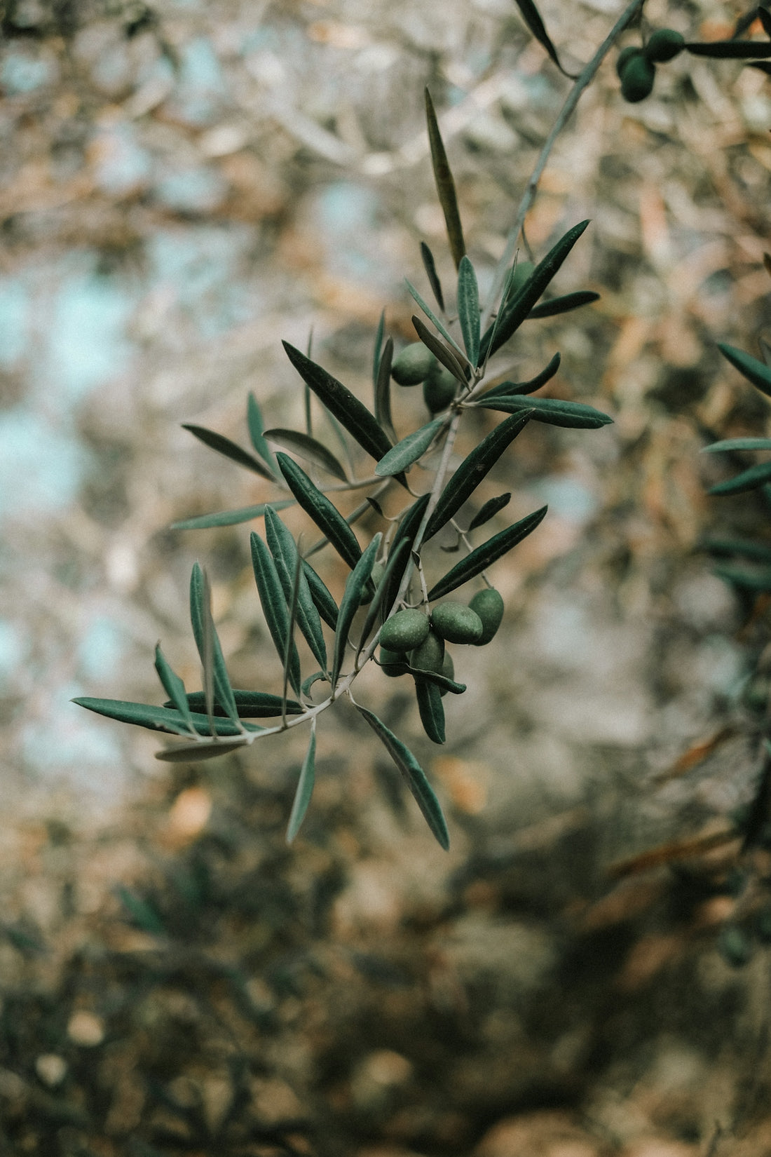 Close-up of an olive branch with green olives.