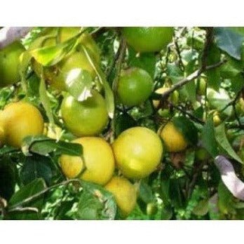 Bergamot Lemon Dark Balsamic Vinegar, 375ml Bottle - Tubac Gourmet Foods