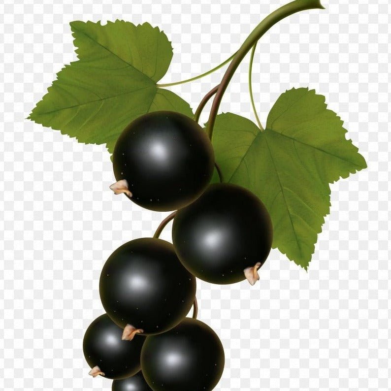 Black Currant Dark Balsamic Vinegar 375 ml. - Tubac Gourmet Foods