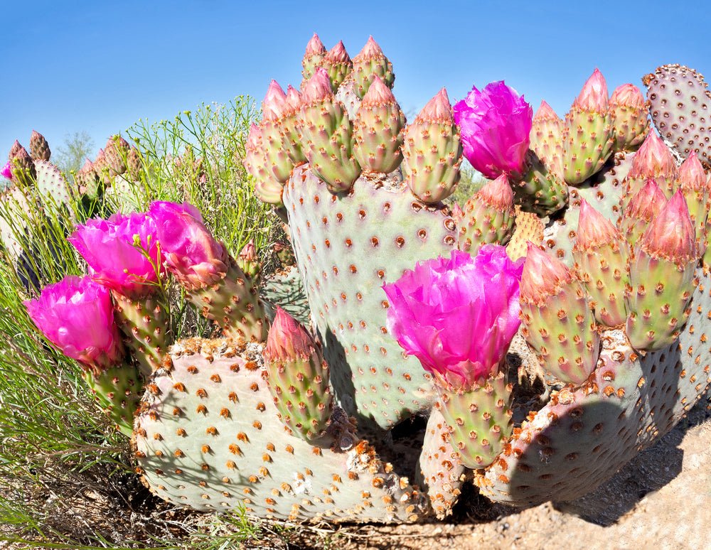 Prickly Pear Dark Balsamic Vinegar 375 ml. - Tubac Gourmet Foods