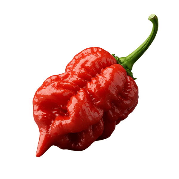 Scorpion Pepper Olive Oil - Tubac Gourmet Foods