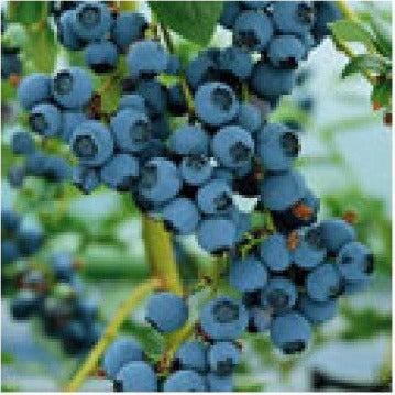 Blueberry dark balsamic